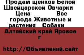 Продам щенков Белой Швейцарской Овчарки  › Цена ­ 20 000 - Все города Животные и растения » Собаки   . Алтайский край,Яровое г.